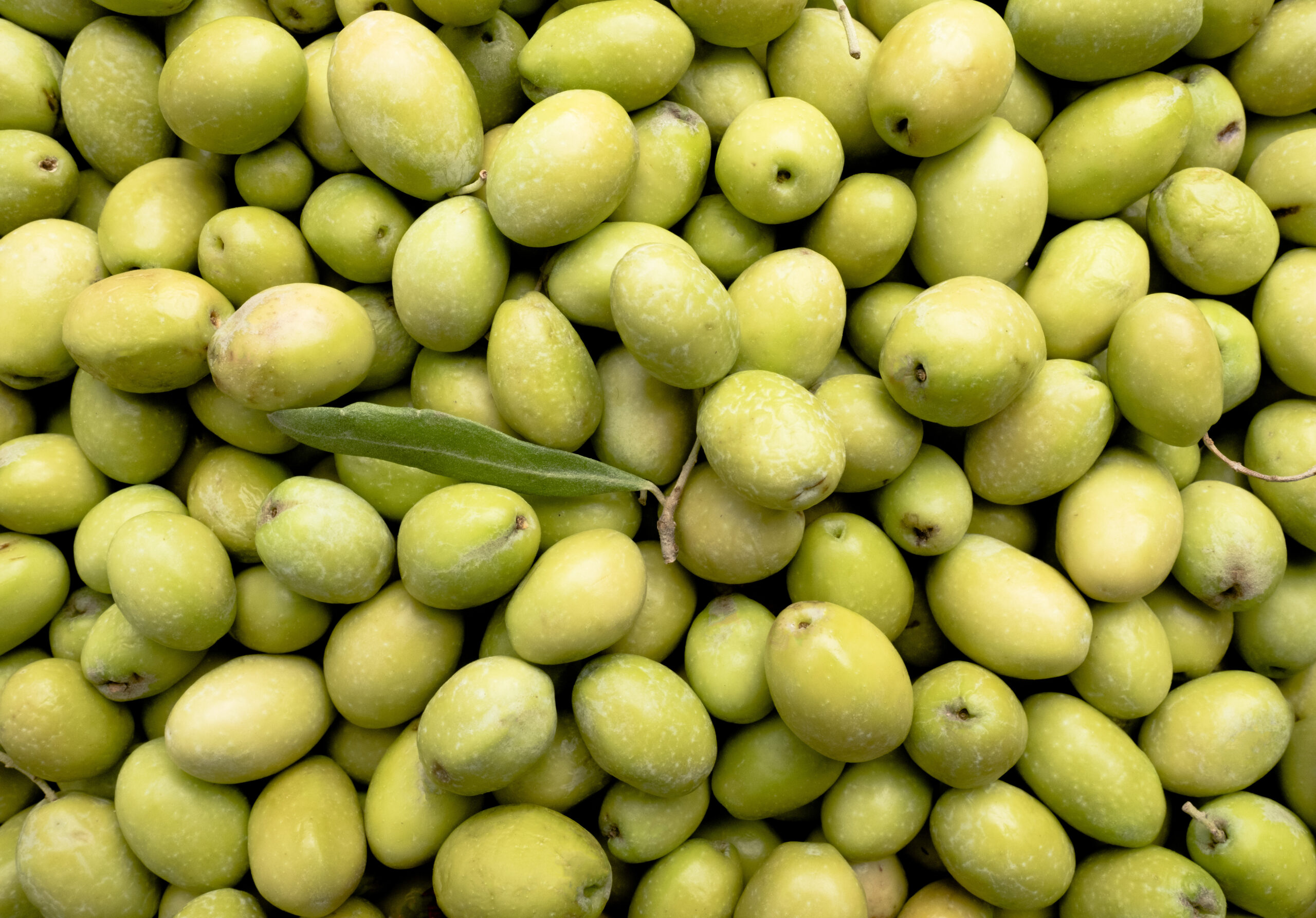 Olio Novello: caratteristiche, proprietà e benefici