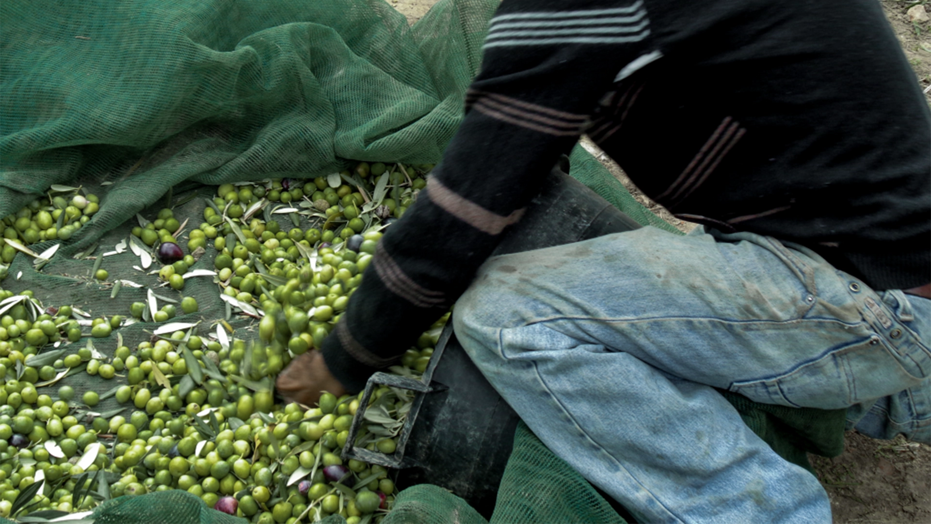 Olio d’oliva siciliano: inizia la raccolta!