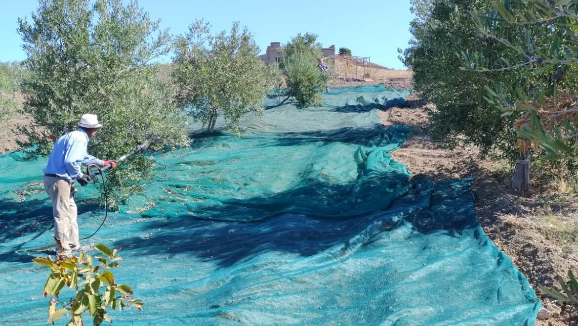Olio Extra Vergine d’Oliva: Prezzi, Qualità e Tradizione nella Campagna 2024/2025