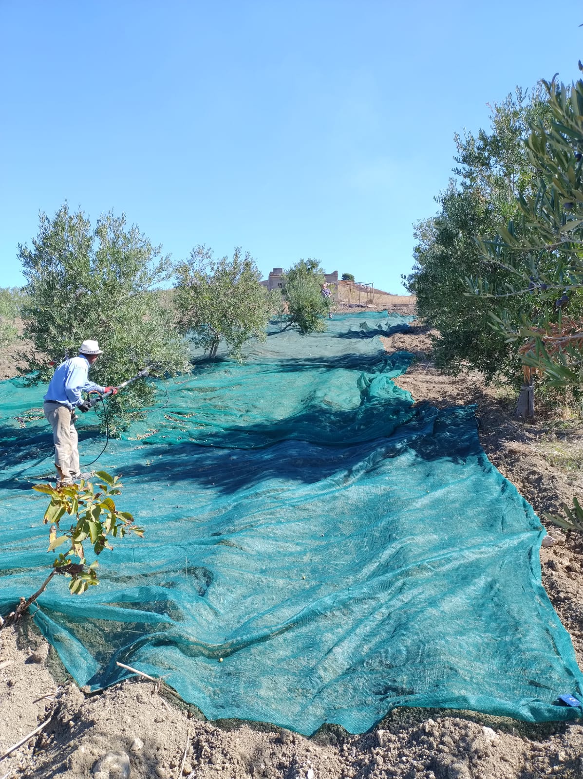 Olio Extra Vergine d’Oliva: Prezzi, Qualità e Tradizione nella Campagna 2024/2025