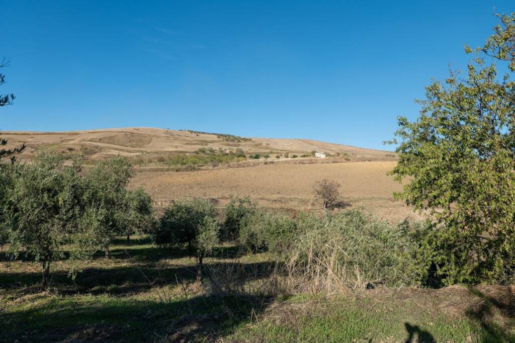 uliveto sicilia