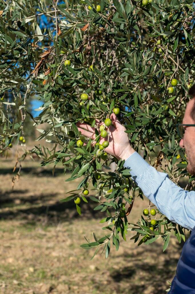 olio d'oliva siciliano