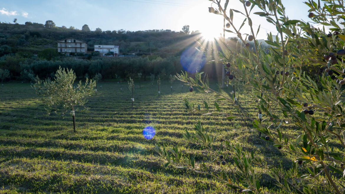 Biocontrollo: la nuova difesa naturale dell’olivo