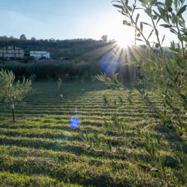Biocontrollo: la nuova difesa naturale dell’olivo
