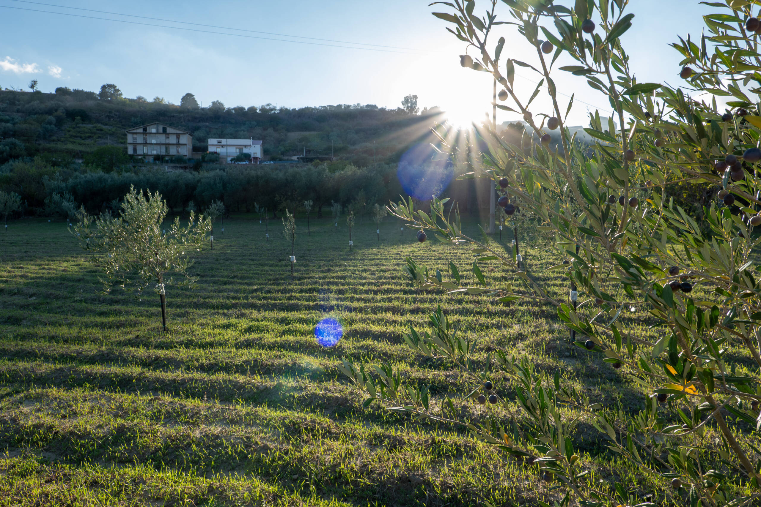 Biocontrollo: la nuova difesa naturale dell’olivo